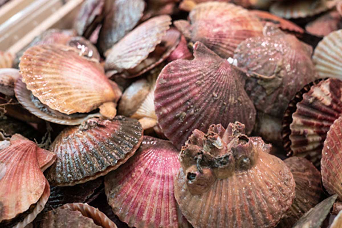 Coquilles Saint-Jacques fraîches de Normandie, présentées sur un lit de glace avec des herbes fraîches et des quartiers de citron.